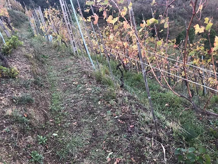 Immagine 2 di Attività artigianale in vendita  a Massa