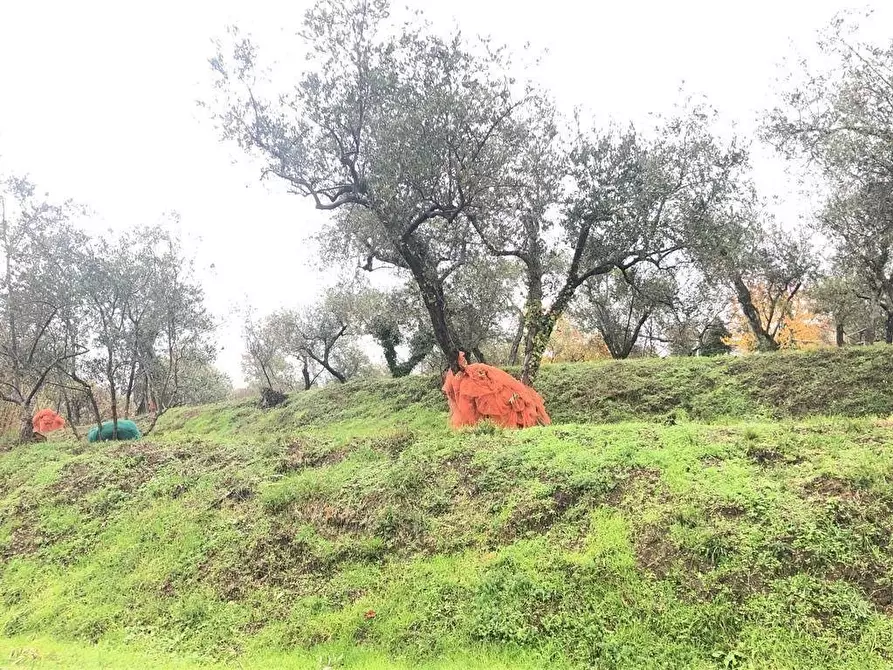 Immagine 1 di Attività artigianale in vendita  a Fosdinovo