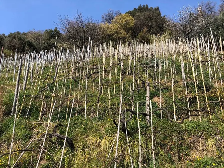 Immagine 5 di Capannone industriale in vendita  a Massa