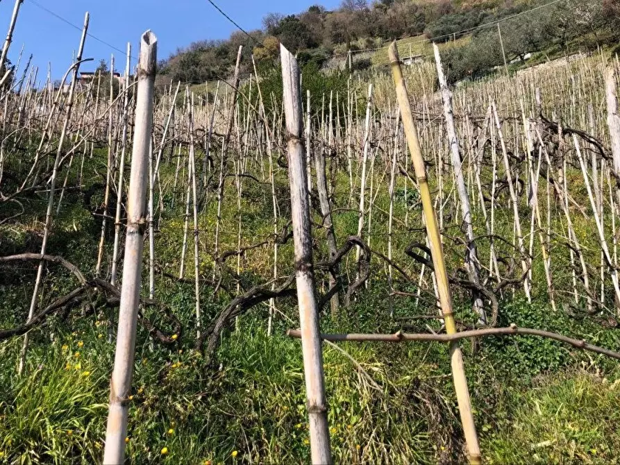 Immagine 6 di Capannone industriale in vendita  a Massa