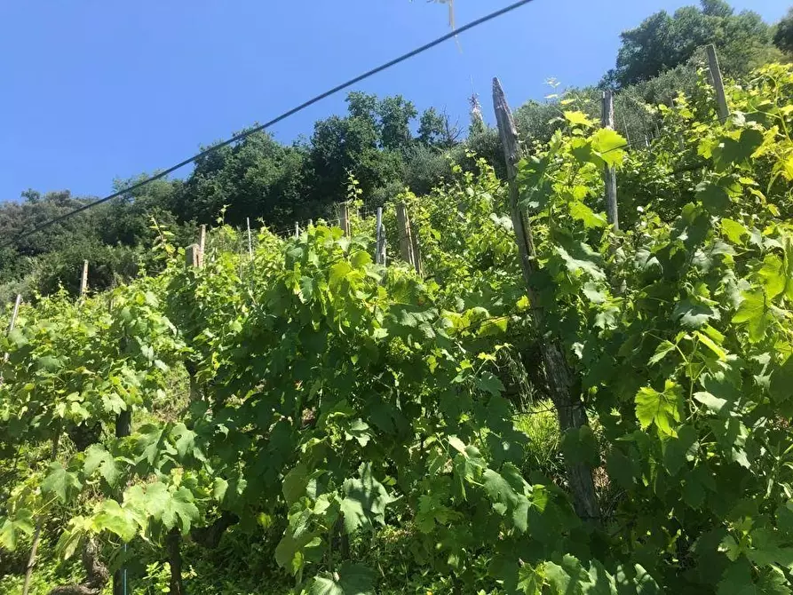 Immagine 5 di Attività artigianale in vendita  a Massa