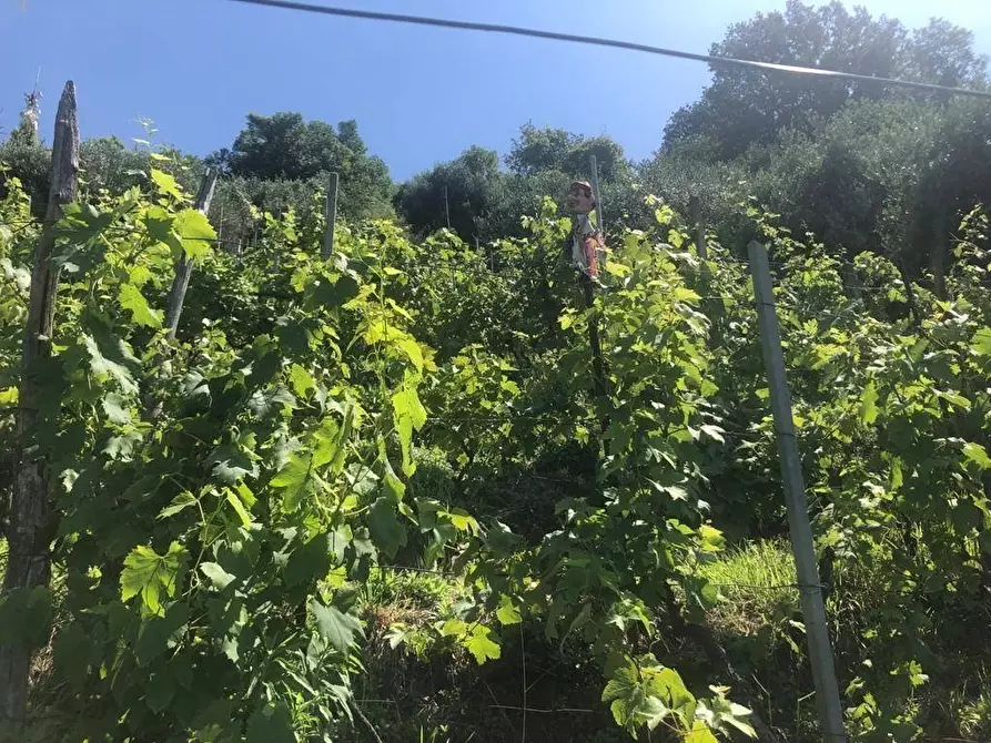 Immagine 4 di Attività artigianale in vendita  a Massa