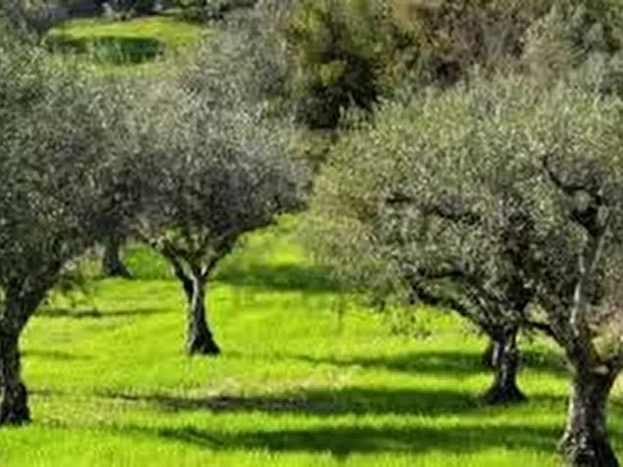 Immagine 1 di Terreno agricolo in vendita  a San Giuliano Terme