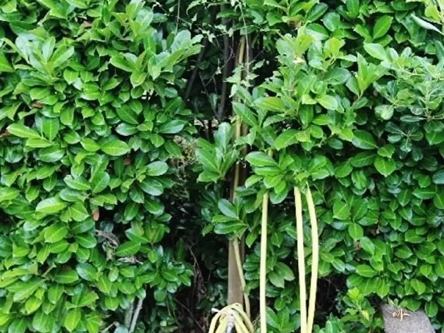 Immagine 5 di Casa bifamiliare in vendita  a Calice Al Cornoviglio