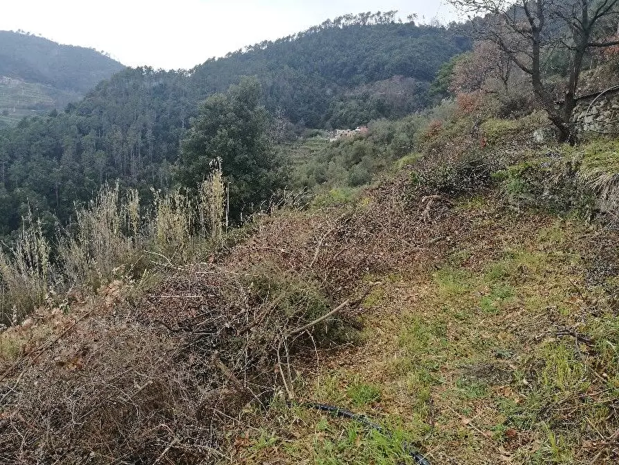 Immagine 6 di Rustico / casale in vendita  a Vernazza