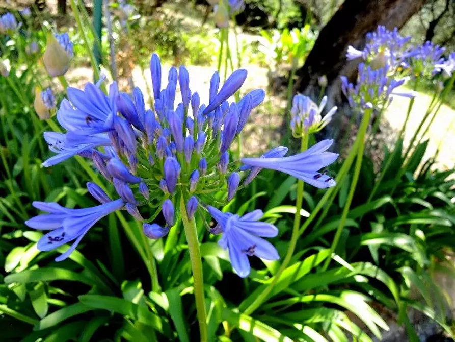 Immagine 26 di Villa in vendita  a Lerici