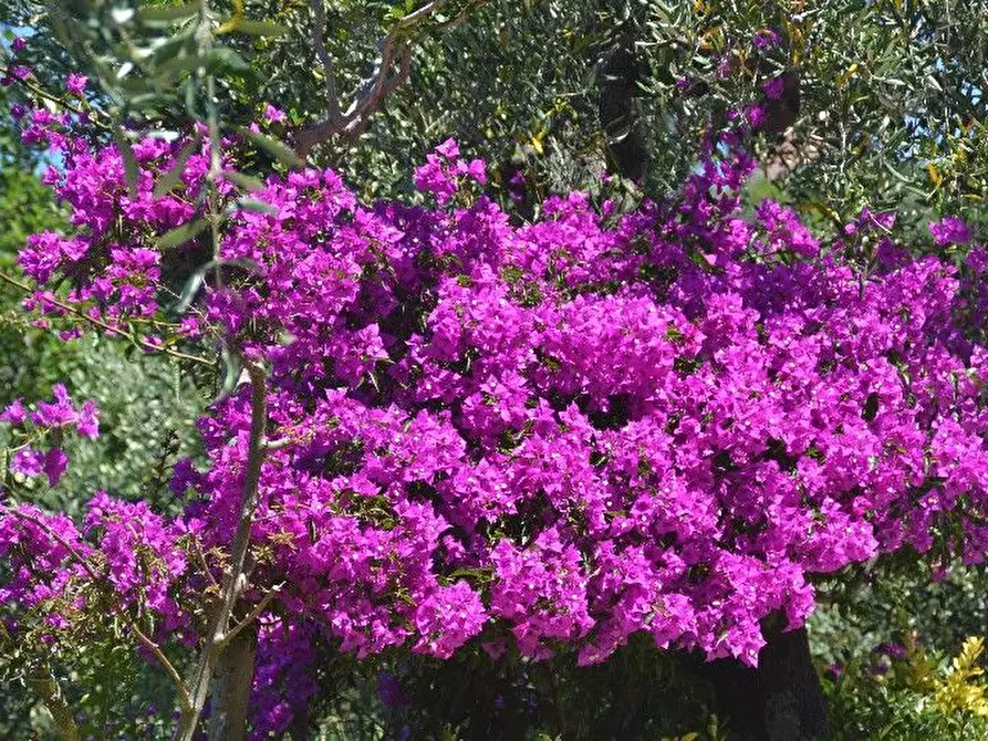 Immagine 54 di Villa in vendita  a Lerici