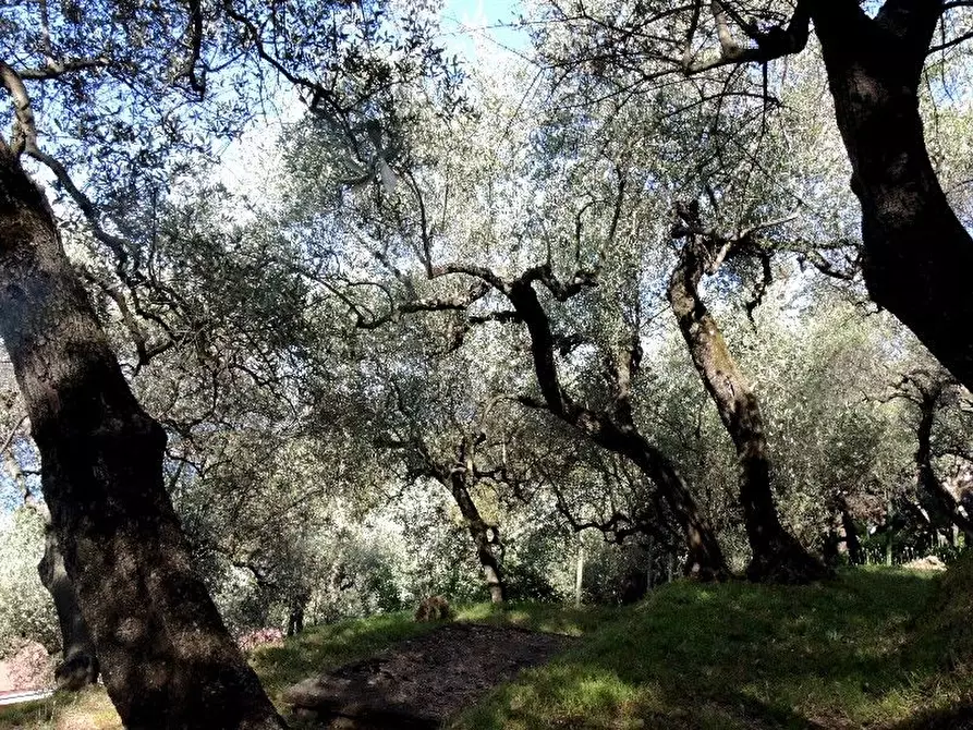 Immagine 25 di Villa in vendita  a Lerici