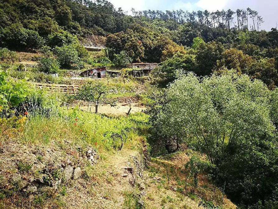 Immagine 3 di Rustico / casale in vendita  a Vernazza