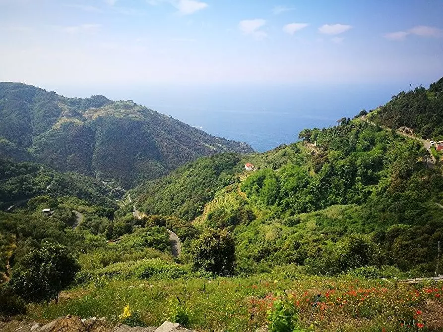 Immagine 13 di Rustico / casale in vendita  a Vernazza