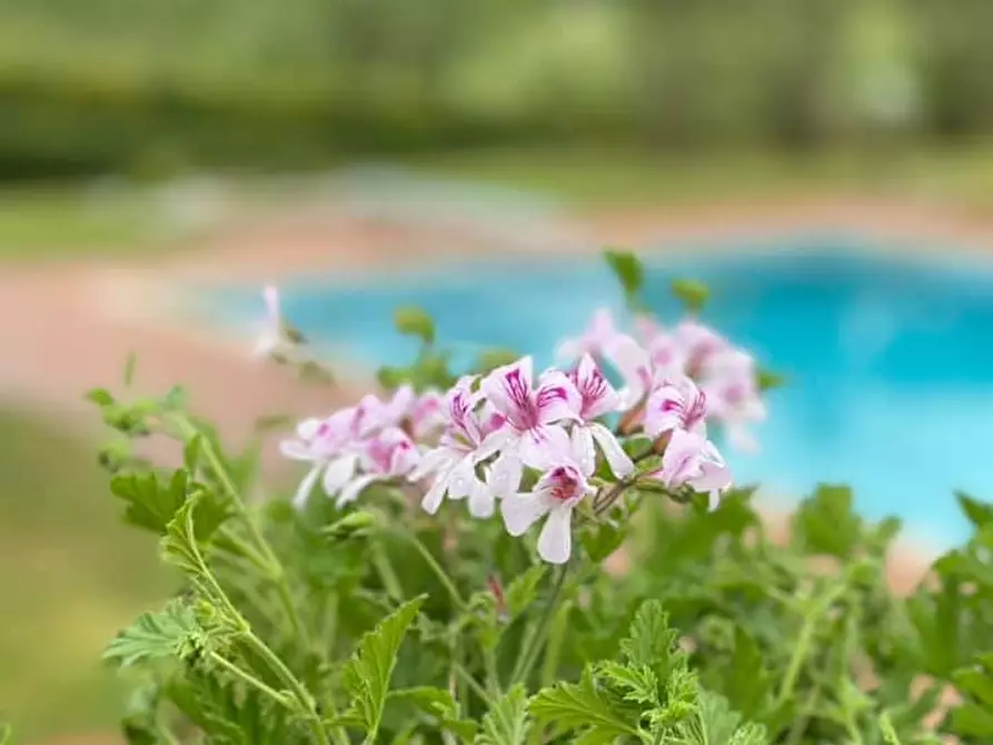 Immagine 12 di Villa in vendita  a Crespina Lorenzana