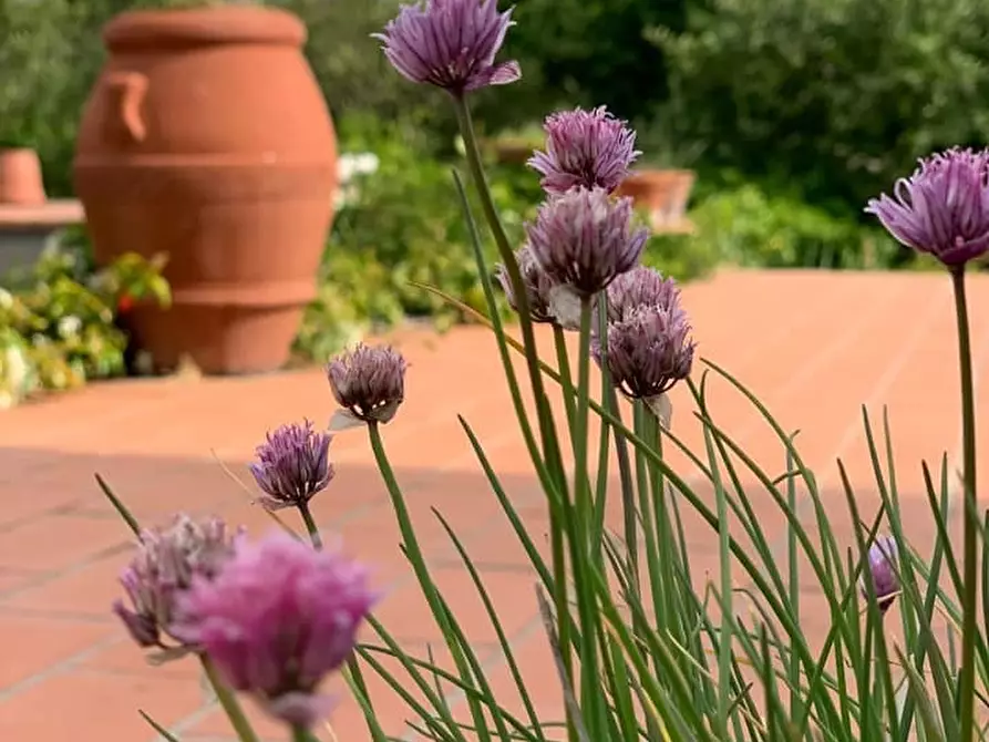 Immagine 14 di Villa in vendita  a Crespina Lorenzana