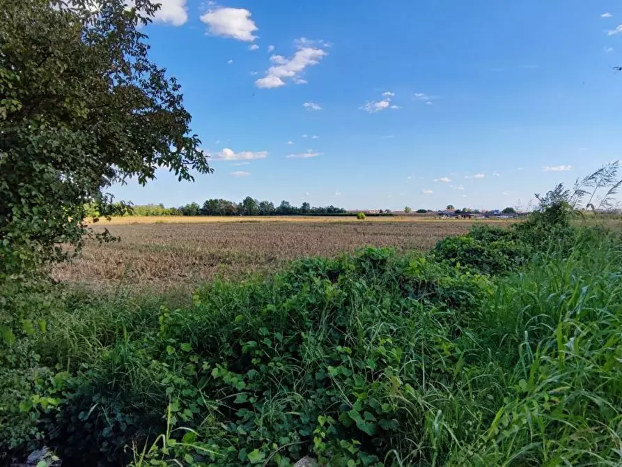 Immagine 3 di Terreno agricolo in vendita  a Sommacampagna