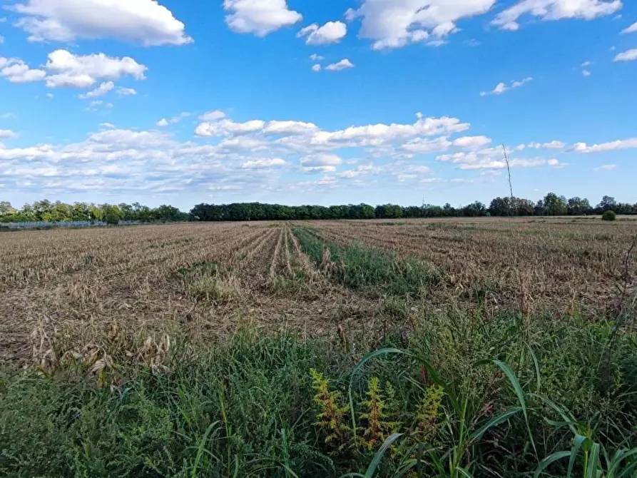 Immagine 4 di Terreno agricolo in vendita  a Sommacampagna