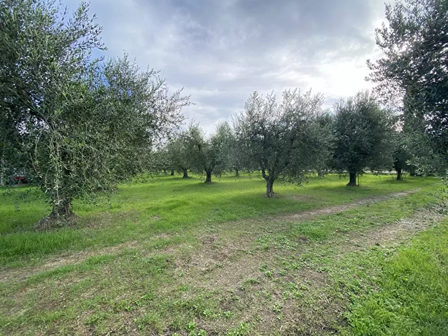 Immagine 14 di Terreno agricolo in vendita  a Campiglia Marittima