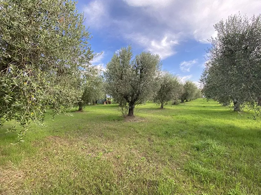 Immagine 1 di Terreno agricolo in vendita  a Campiglia Marittima
