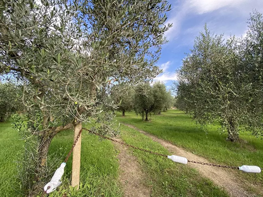 Immagine 15 di Terreno agricolo in vendita  a Campiglia Marittima
