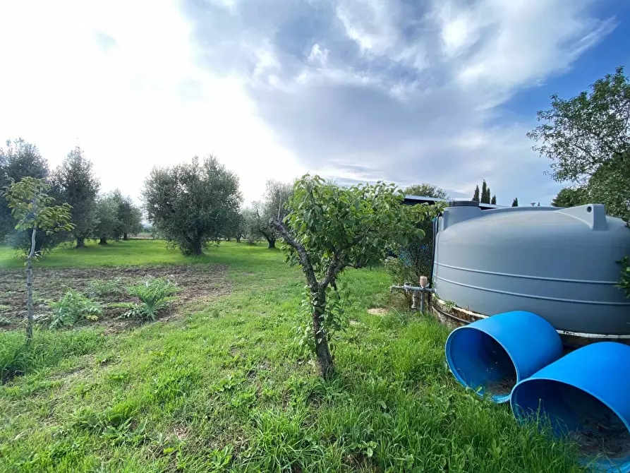 Immagine 2 di Terreno agricolo in vendita  a Campiglia Marittima