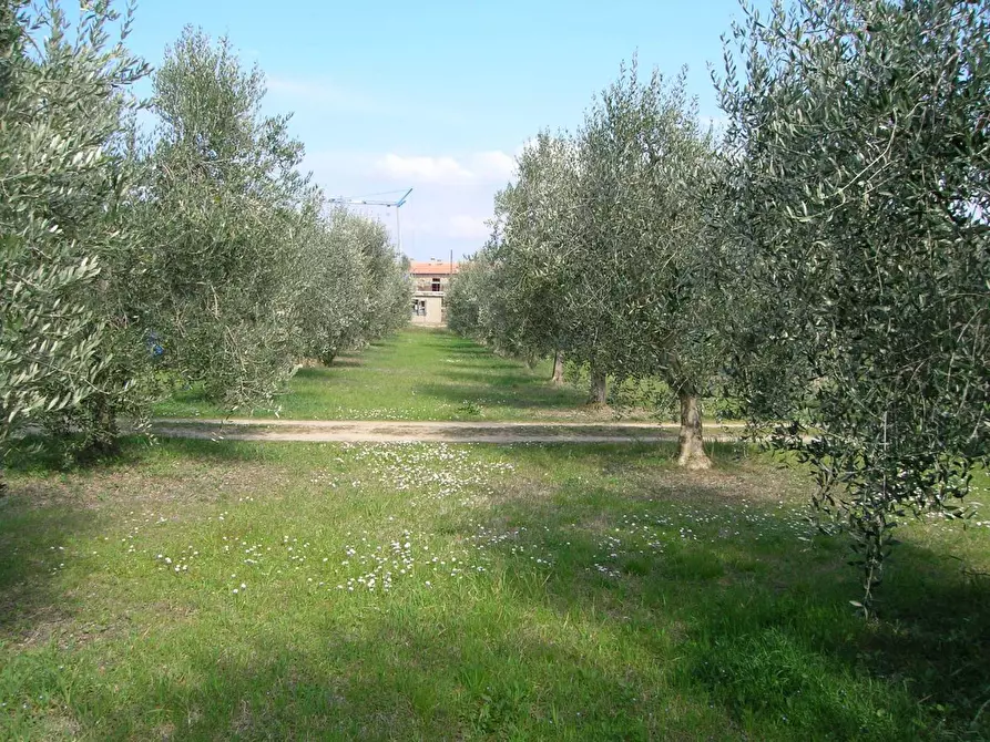 Immagine 4 di Terreno agricolo in vendita  a Campiglia Marittima