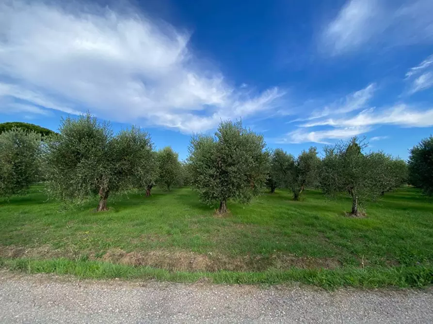 Immagine 13 di Terreno agricolo in vendita  a Campiglia Marittima