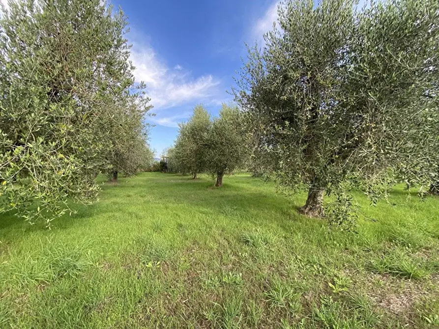 Immagine 12 di Terreno agricolo in vendita  a Campiglia Marittima