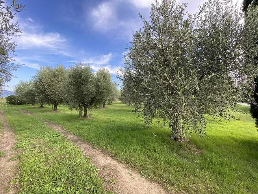Immagine 11 di Terreno agricolo in vendita  a Campiglia Marittima