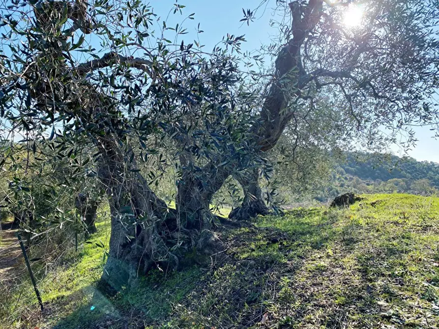 Immagine 7 di Terreno agricolo in vendita  a Piombino
