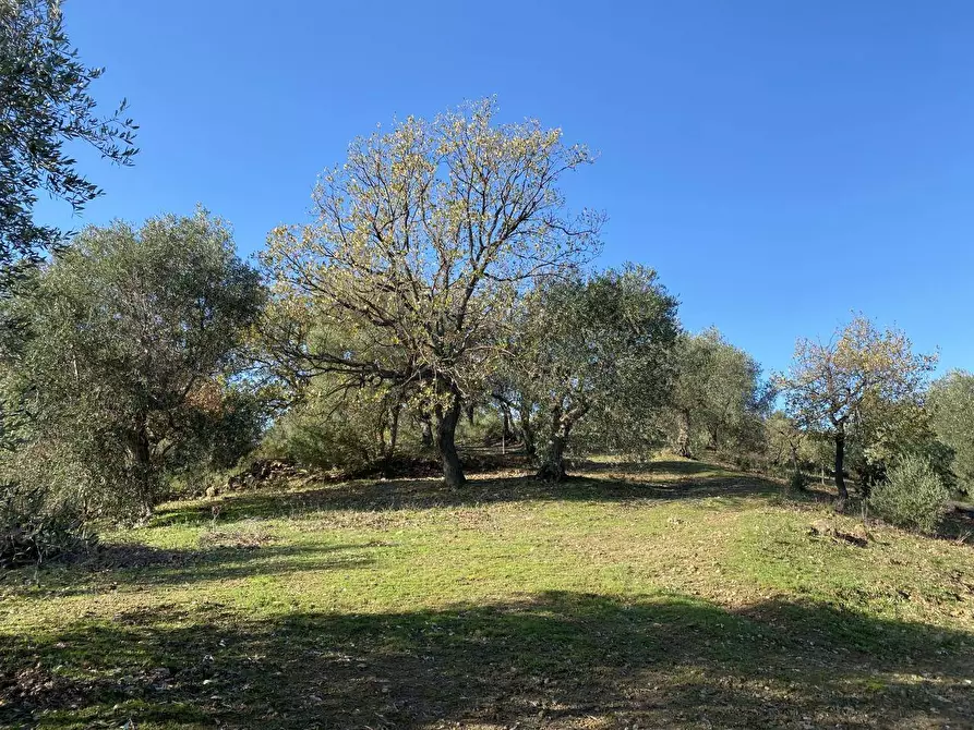 Immagine 6 di Terreno agricolo in vendita  a Piombino