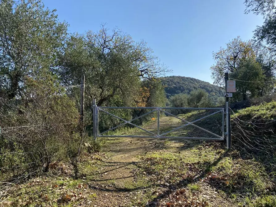 Immagine 3 di Terreno agricolo in vendita  a Piombino