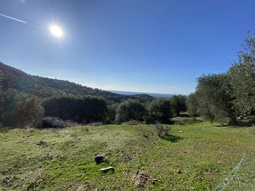 Immagine 10 di Terreno agricolo in vendita  a Piombino