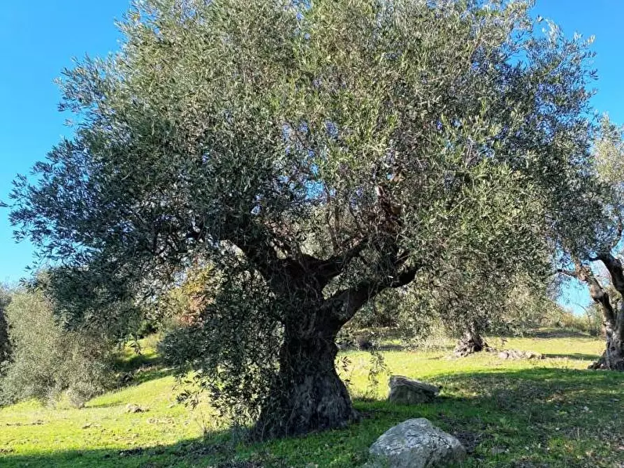 Immagine 15 di Terreno agricolo in vendita  a Piombino