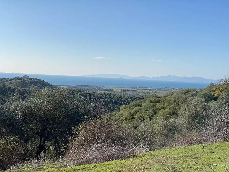 Immagine 2 di Terreno agricolo in vendita  a Piombino