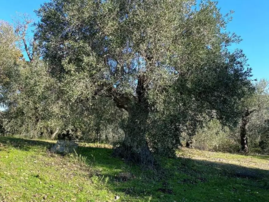 Immagine 13 di Terreno agricolo in vendita  a Piombino
