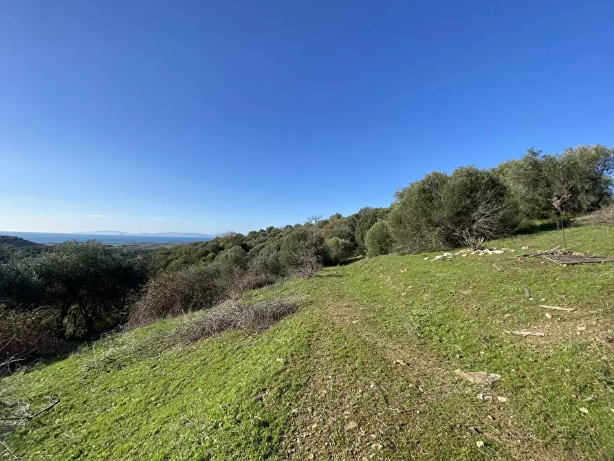Immagine 8 di Terreno agricolo in vendita  a Piombino