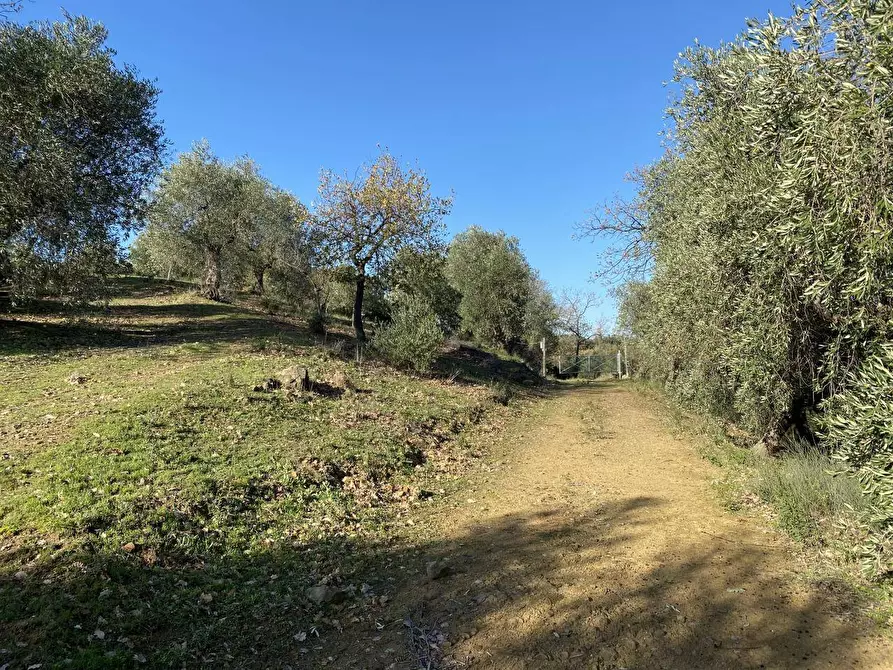 Immagine 5 di Terreno agricolo in vendita  a Piombino