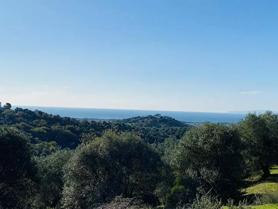 Immagine 4 di Terreno agricolo in vendita  a Piombino