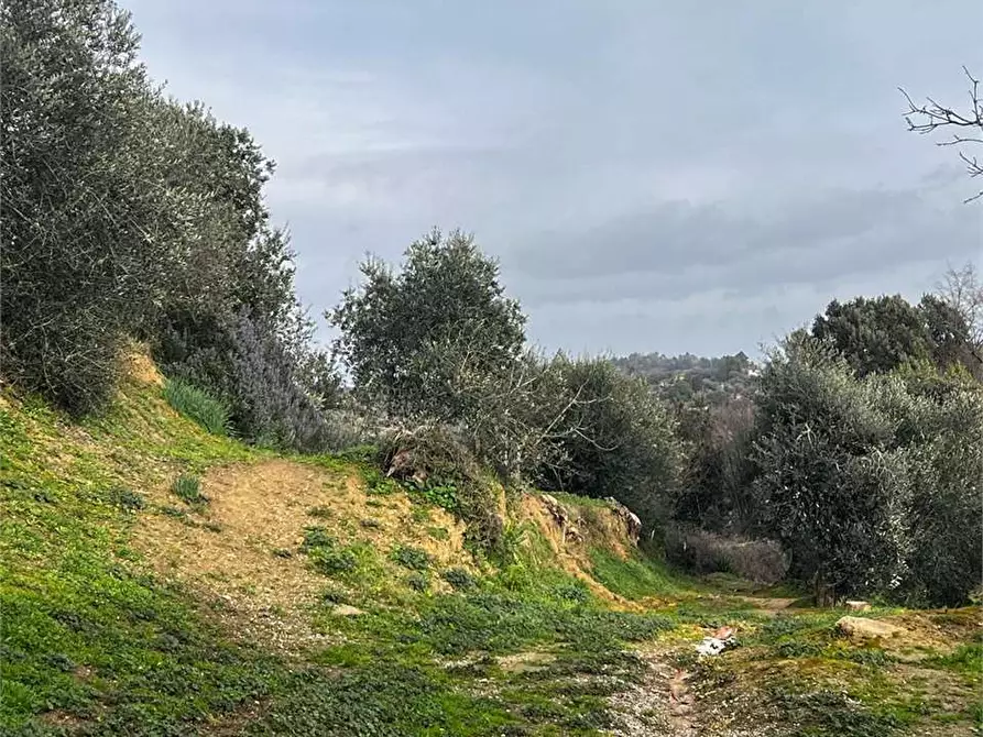 Immagine 21 di Casa colonica in vendita  a Montopoli In Val D'arno