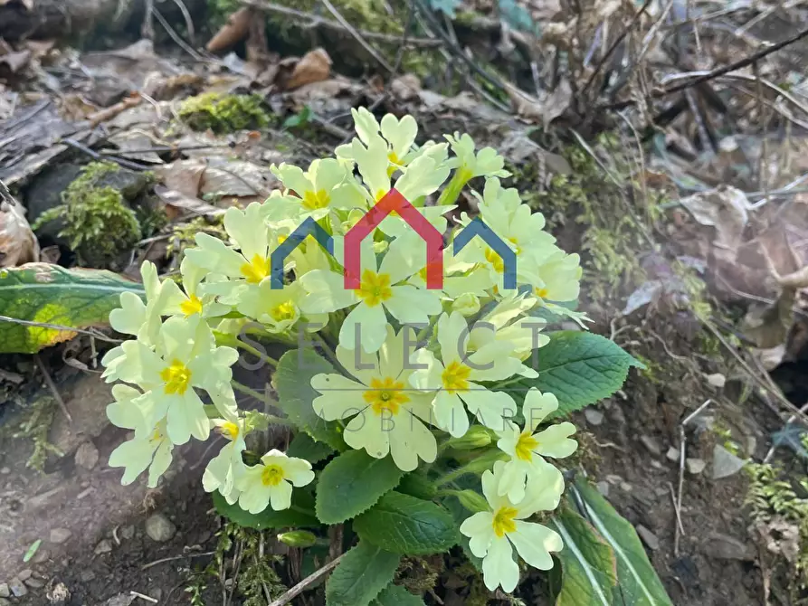 Immagine 32 di Rustico / casale in vendita  a Fabbriche Di Vergemoli