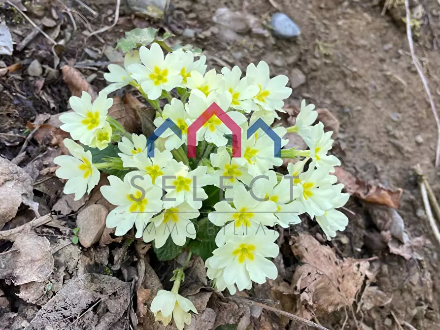 Immagine 2 di Rustico / casale in vendita  a Fabbriche Di Vergemoli