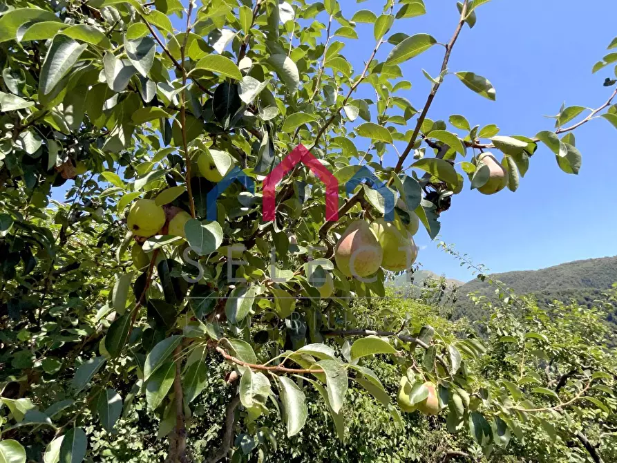 Immagine 40 di Rustico / casale in vendita  a Coreglia Antelminelli