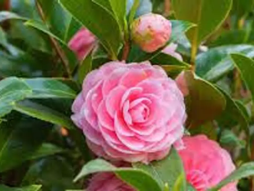 Immagine 20 di Rustico / casale in vendita  a Altopascio