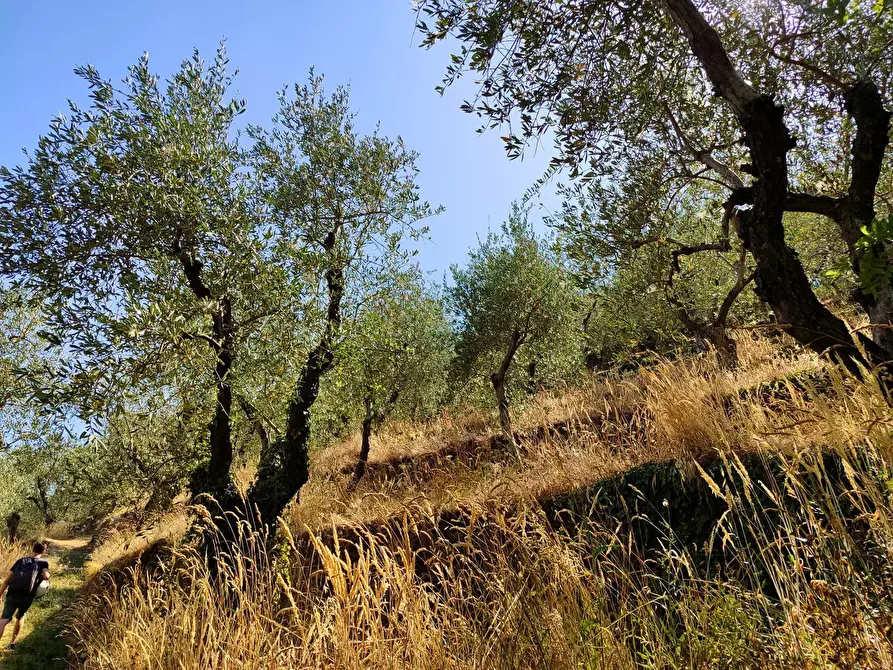 Immagine 25 di Baita in vendita  a Vicopisano