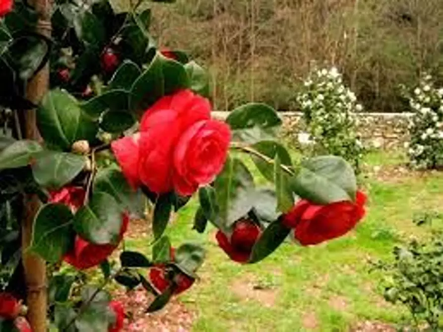 Immagine 5 di Villa in vendita  a Capannori