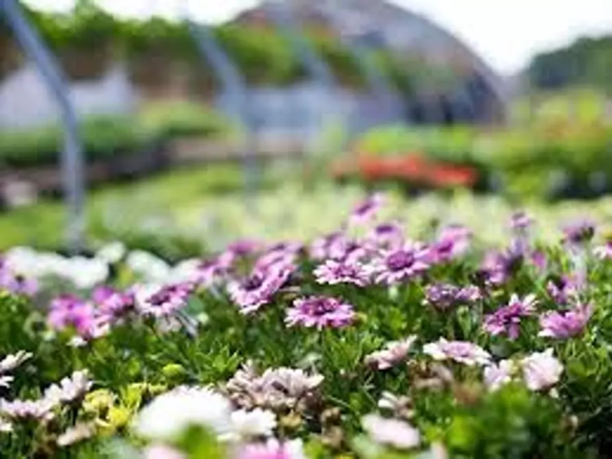 Immagine 10 di Villa in vendita  a Capannori