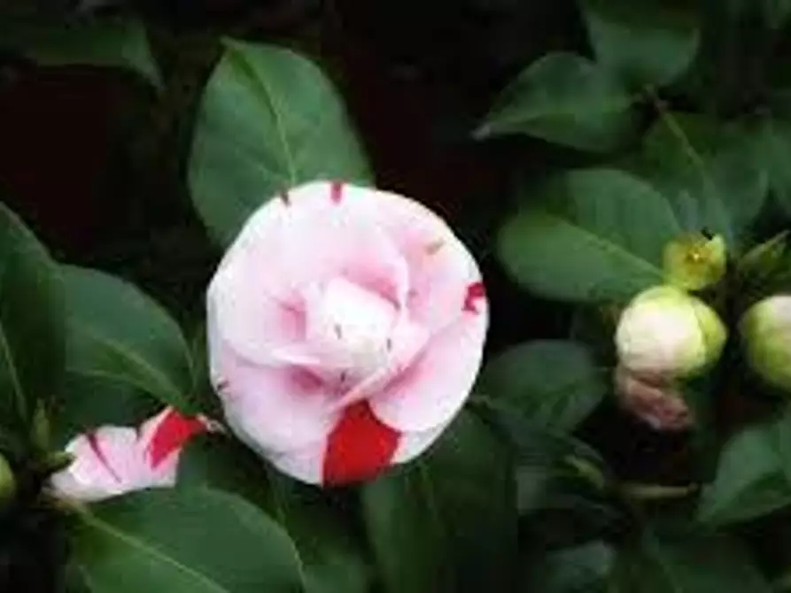 Immagine 12 di Villa in vendita  a Capannori