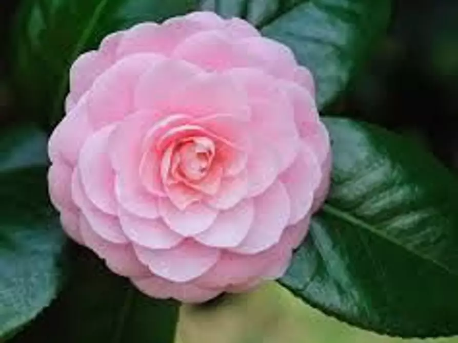 Immagine 29 di Villa in vendita  a Capannori