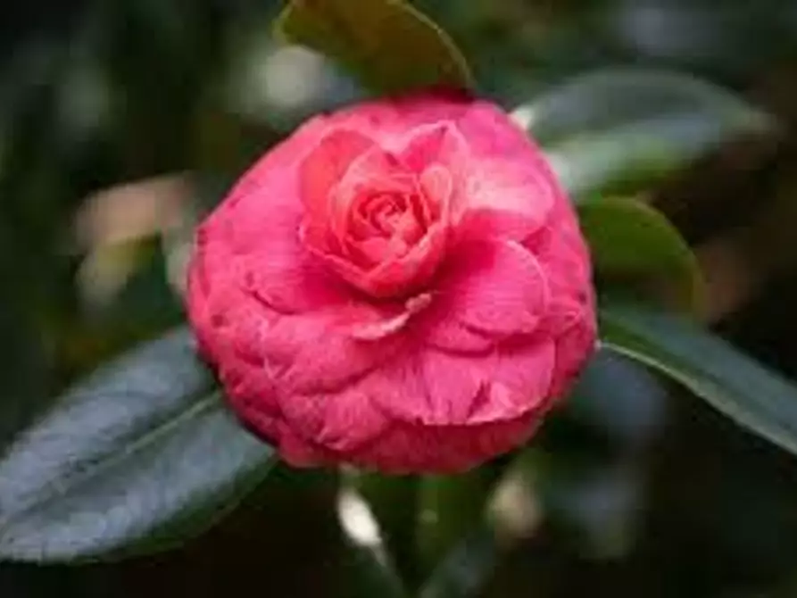 Immagine 7 di Villa in vendita  a Capannori