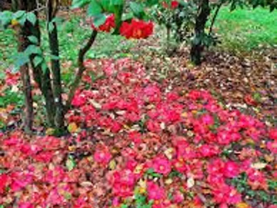 Immagine 14 di Villa in vendita  a Capannori