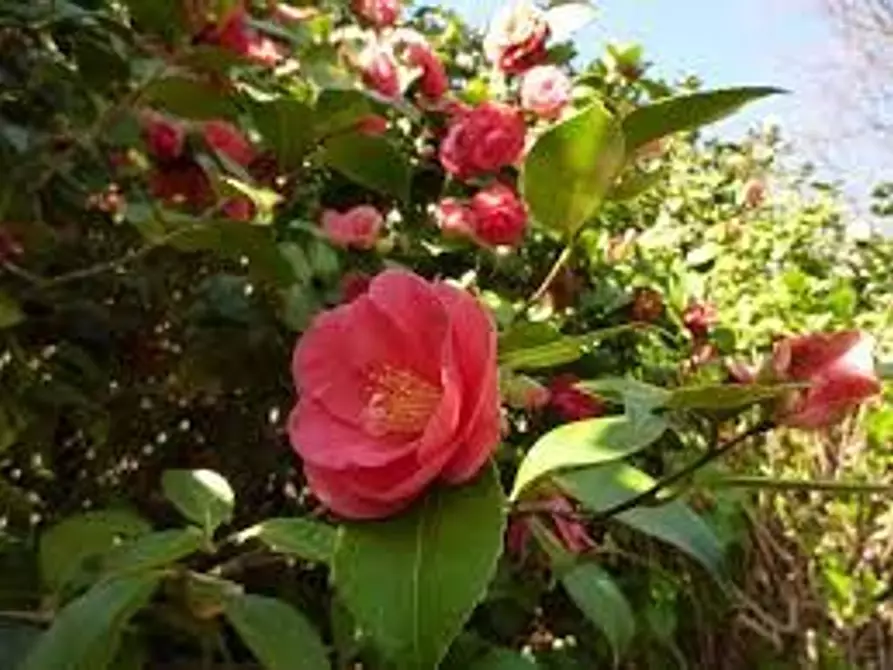 Immagine 11 di Villa in vendita  a Capannori