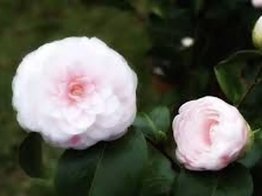 Immagine 9 di Villa in vendita  a Capannori